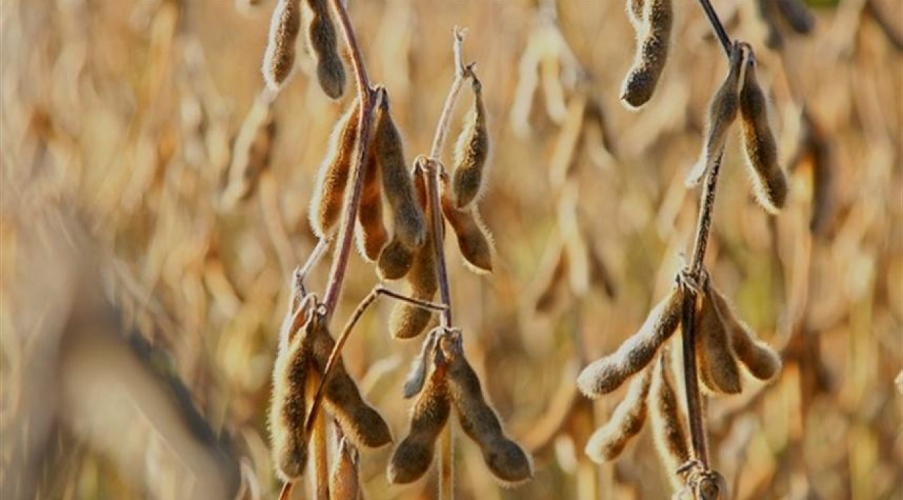 Soja: calor e seca limitam recuperação das lavouras